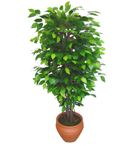 Ficus Benjamin 1,50 cm   Malatya yurtii ve yurtd iek siparii 