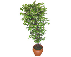 Ficus zel Starlight 1,75 cm   Malatya iek servisi , ieki adresleri 