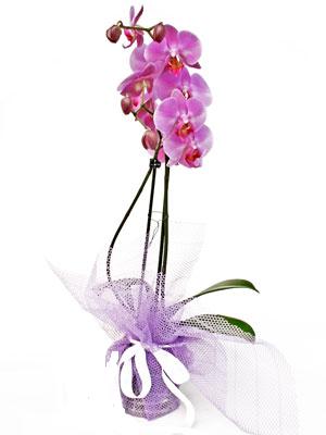  Malatya yurtii ve yurtd iek siparii  Kaliteli ithal saksida orkide