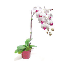  Malatya iek siparii sitesi  Saksida orkide