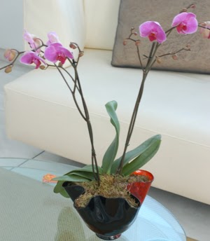  Malatya cicek , cicekci  tek dal ikili orkide saksi iegi