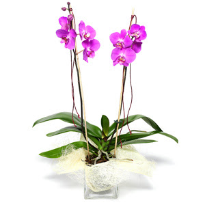  Malatya iekiler  Cam yada mika vazo ierisinde  1 kk orkide