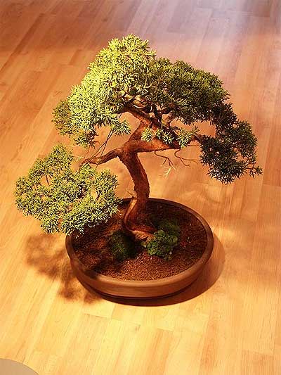 ithal bonsai saksi iegi  Malatya iek gnderme sitemiz gvenlidir 