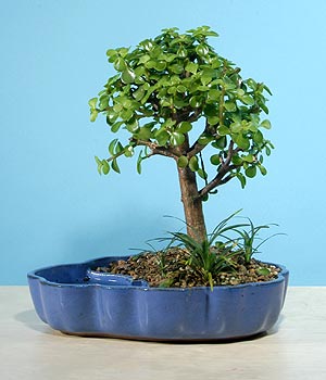 ithal bonsai saksi iegi  Malatya 14 ubat sevgililer gn iek 