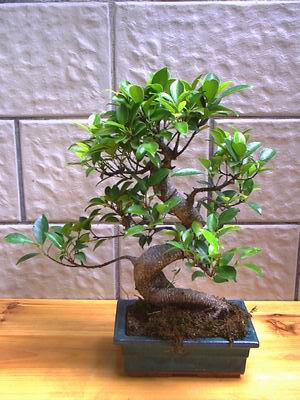 ithal bonsai saksi iegi  Malatya online ieki , iek siparii 