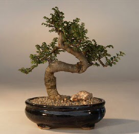 ithal bonsai saksi iegi  Malatya gvenli kaliteli hzl iek 