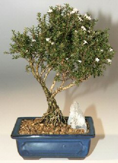  Malatya internetten iek siparii  ithal bonsai saksi iegi  Malatya iek online iek siparii 