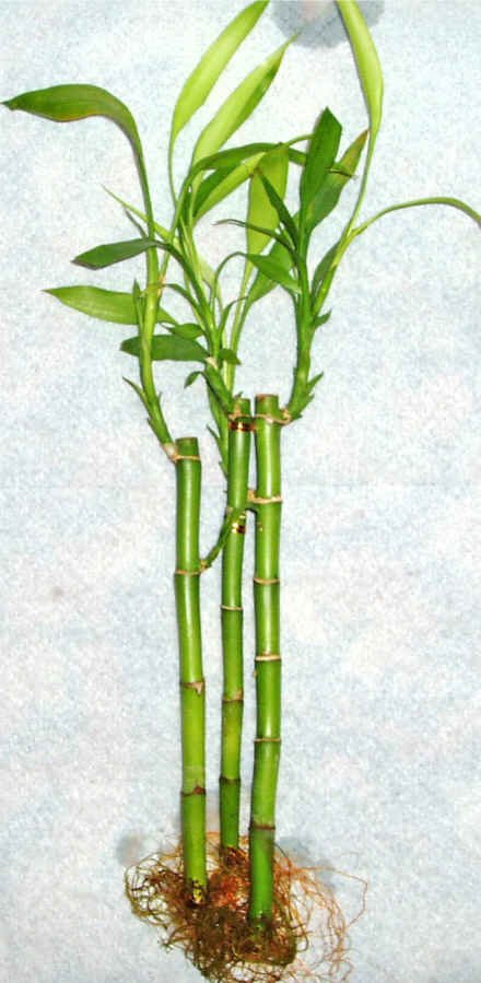 Lucky Bamboo 3 adet vazo hediye edilir   Malatya iek servisi , ieki adresleri 
