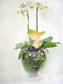  Malatya iekiler  Cam yada mika vazoda zel orkideler