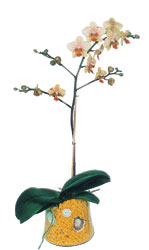  Malatya iek online iek siparii  Phalaenopsis Orkide ithal kalite