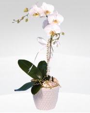 1 dallı orkide saksı çiçeği  Malatya çiçek satışı 
