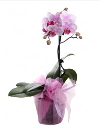 1 dal pembe orkide saksı çiçeği  Malatya çiçek yolla 