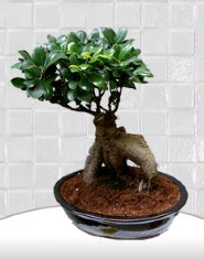 saks iei japon aac bonsai  Malatya iek yolla 