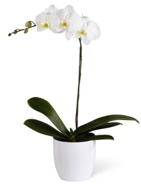 1 dall beyaz orkide  Malatya gvenli kaliteli hzl iek 