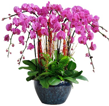 9 dallı mor orkide  Malatya güvenli kaliteli hızlı çiçek 