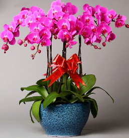 7 dall mor orkide  Malatya iek yolla , iek gnder , ieki  