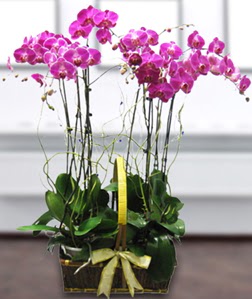 4 dall mor orkide  Malatya iek gnderme 