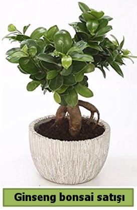 Ginseng bonsai japon aac sat  Malatya internetten iek sat 