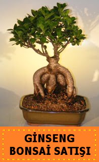 Ginseng bonsai sat japon aac  Malatya iek servisi , ieki adresleri 