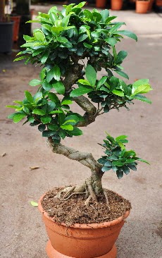 Orta boy bonsai saks bitkisi  Malatya anneler gn iek yolla 