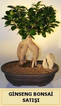 thal Ginseng bonsai sat japon aac  Malatya cicekciler , cicek siparisi 