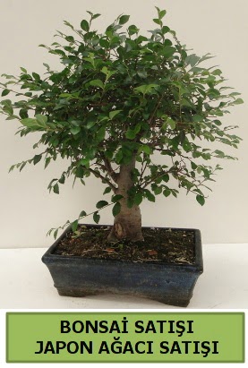 Minyatr bonsai japon aac sat  Malatya hediye iek yolla 