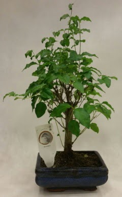 Minyatr bonsai japon aac sat  Malatya internetten iek sat 