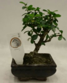 Kk minyatr bonsai japon aac  Malatya iek siparii sitesi 