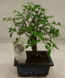 Minyatr ithal japon aac bonsai bitkisi  Malatya iekiler 