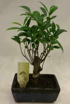 Japon aac bonsai bitkisi sat  Malatya internetten iek sat 