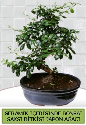 Seramik vazoda bonsai japon aac bitkisi  Malatya cicekciler , cicek siparisi 