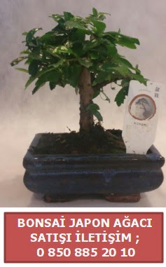 Japon aac minyar bonsai sat  Malatya iekiler 