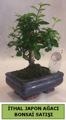 thal japon aac bonsai bitkisi sat  Malatya internetten iek sat 
