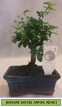 Minyatr bonsai aac sat  Malatya iek siparii sitesi 
