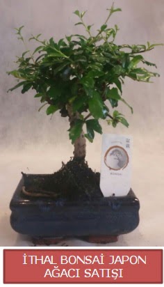 thal kk boy minyatr bonsai aa bitkisi  Malatya internetten iek sat 