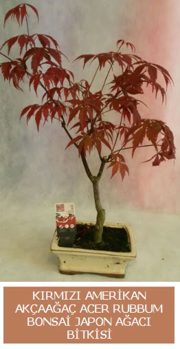 Amerikan akaaa Acer Rubrum bonsai  Malatya kaliteli taze ve ucuz iekler 