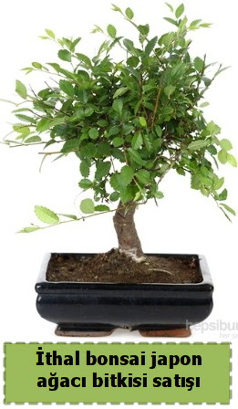 thal bonsai saks iei Japon aac sat  Malatya ucuz iek gnder 