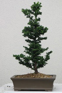 am aac bonsai bitkisi sat  Malatya internetten iek sat 