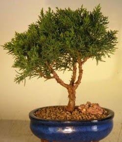 Servi am bonsai japon aac bitkisi  Malatya ieki maazas 