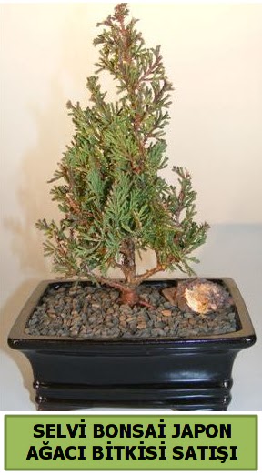 Selvi am japon aac bitkisi bonsai  Malatya internetten iek sat 