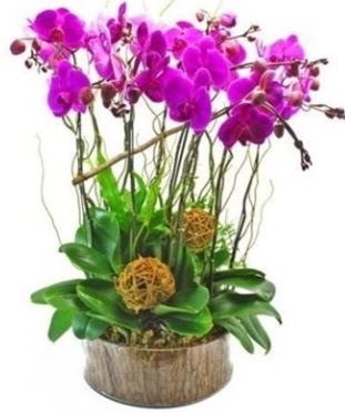 Ahap ktkte lila mor orkide 8 li  Malatya uluslararas iek gnderme 