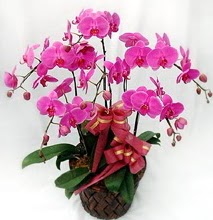 Sepet ierisinde 5 dall lila orkide  Malatya iek siparii vermek 