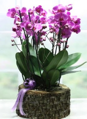 Ktk ierisinde 6 dall mor orkide  Malatya iek siparii vermek 