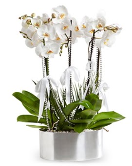 Be dall metal saksda beyaz orkide  Malatya ieki maazas 