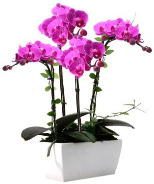 Seramik vazo ierisinde 4 dall mor orkide  Malatya iekiler 