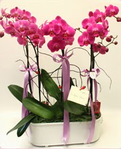 Beyaz seramik ierisinde 4 dall orkide  Malatya iek siparii vermek 