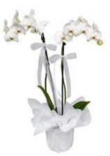 2 dall beyaz orkide  Malatya iek gnderme 