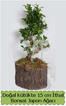 Doal ktkte thal bonsai japon aac  Malatya iek siparii sitesi 