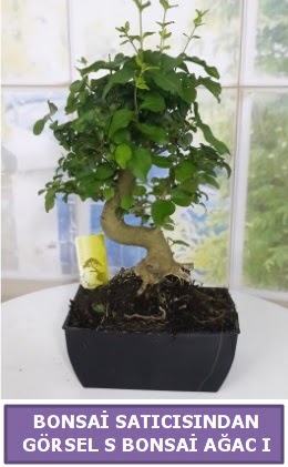 S dal erilii bonsai japon aac  Malatya iekiler 