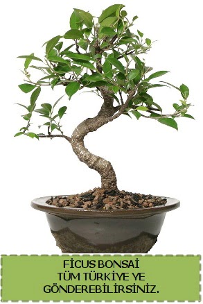 Ficus bonsai  Malatya hediye iek yolla 